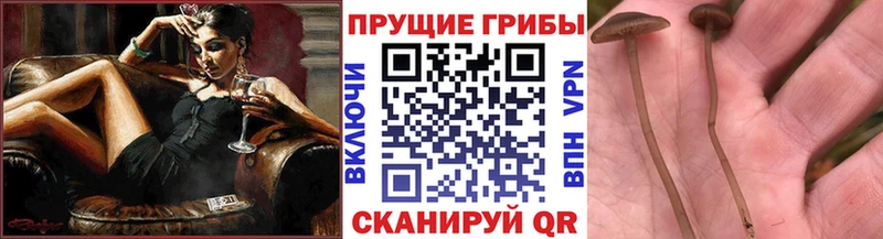 Купить  Грязи  Галлюциногенные грибы мухоморы 